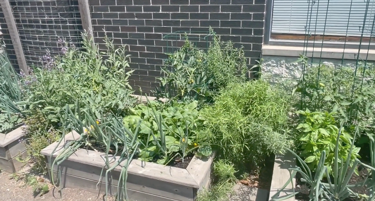 Grow What You’ll Actually Eat This Summer Grow What You’ll Actually Eat This Summer