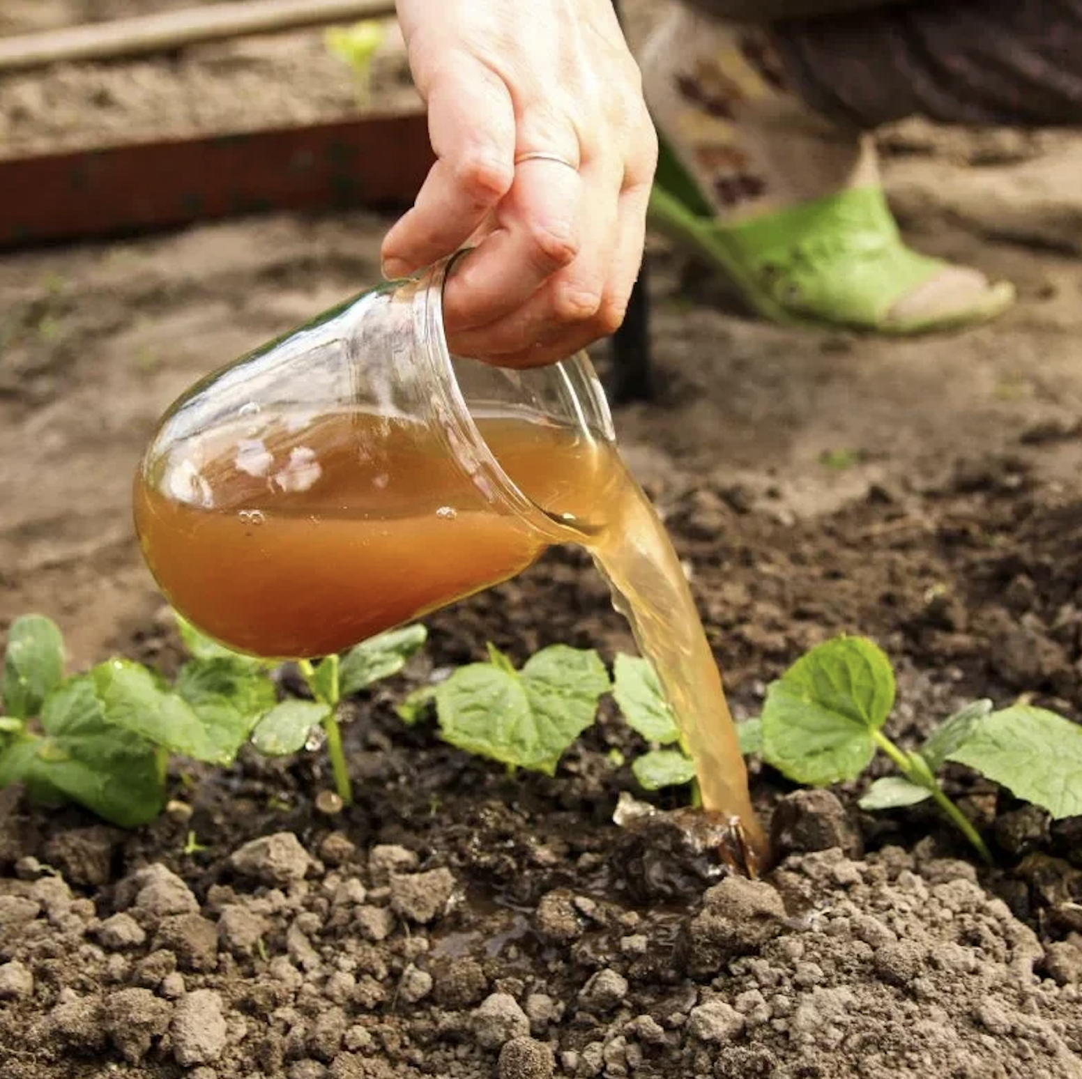 Healthy Soil, Healthier Landscapes: Why More Homeowners Are Discovering Compost Tea